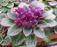 Красивые комнатные цветы и растения в дом, в школу, или в офис. Недорого! - Изображение #1, Объявление #1314396