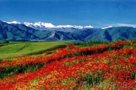 срочно продам участки !!!не дорого - Изображение #1, Объявление #1314124