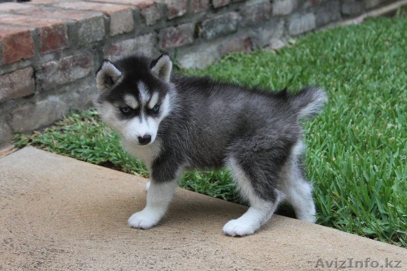 Сибирский хаски щенки мальчики и девочки - Изображение #1, Объявление #1322308