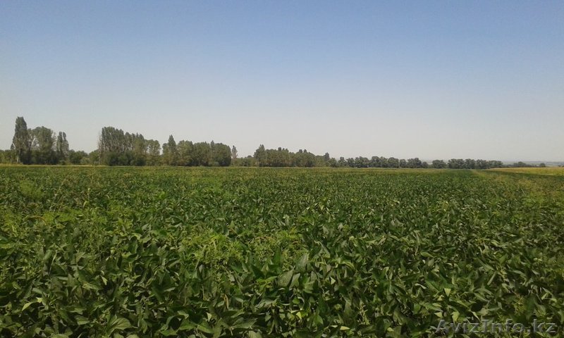 Продам 20 га в Талгарском районе - Изображение #1, Объявление #1327199