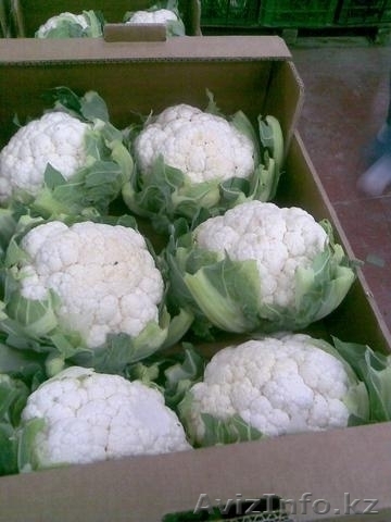 Цветная капуста из Испании - Изображение #1, Объявление #1329743