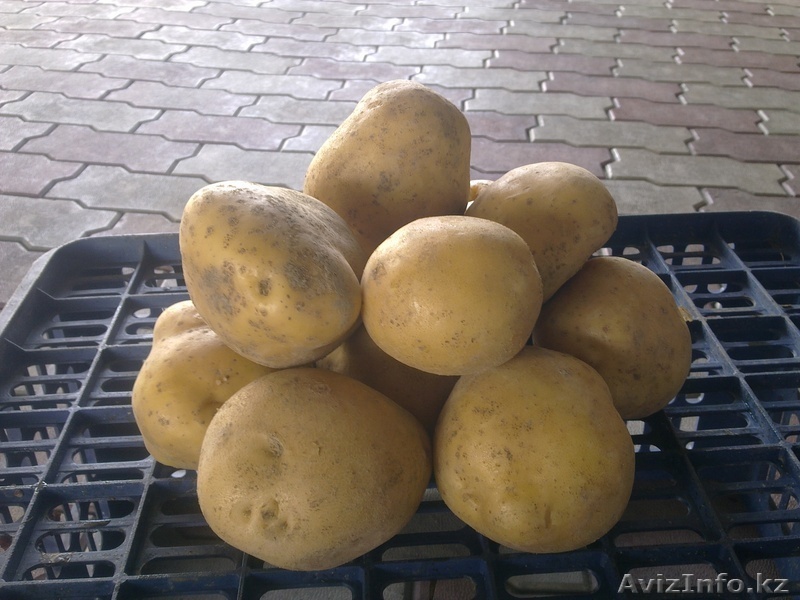Продам Картофель Семенной  Двух Сортов - Изображение #1, Объявление #1329189
