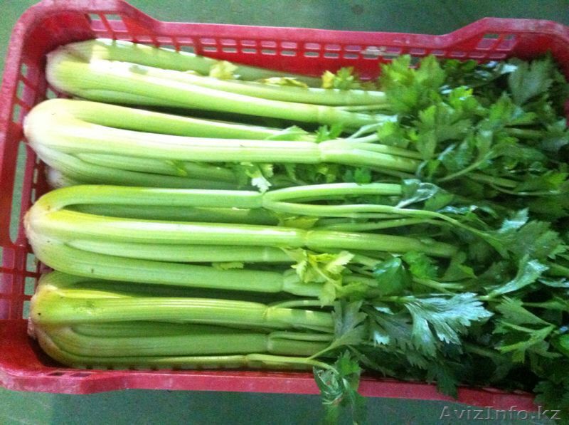 Сельдерей. Прямые поставки из Испании - Изображение #1, Объявление #1328764