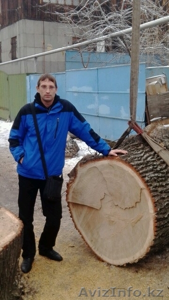 спил деревьев любой сложности  - Изображение #1, Объявление #1231358