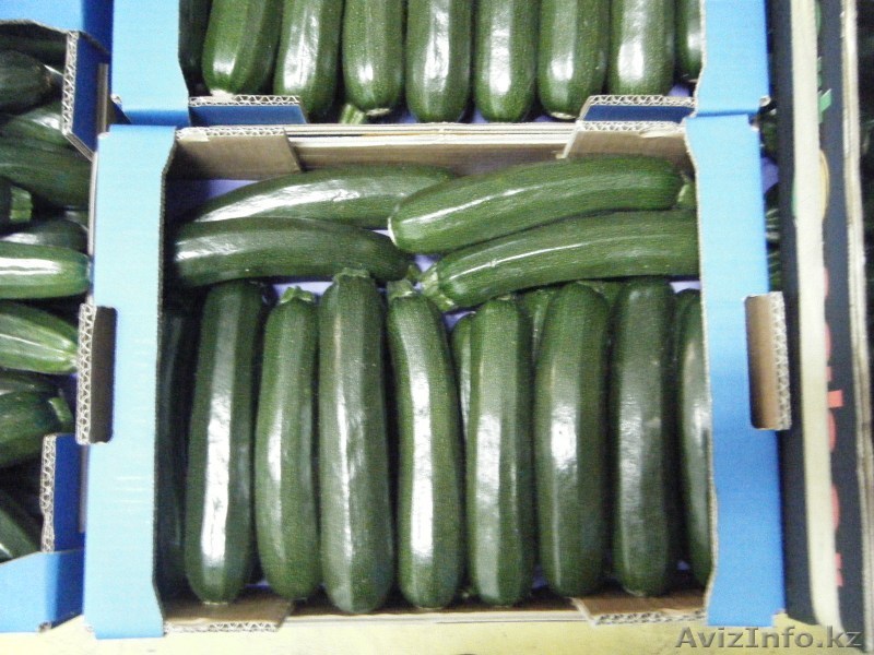 Кабачки цукини. Прямые поставки из Испании - Изображение #1, Объявление #1328782