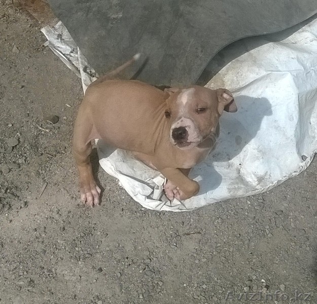 продам щенка питбуля - Изображение #1, Объявление #1326342