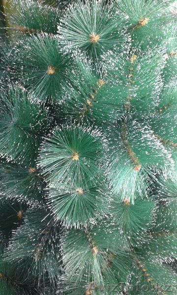 Ель новогодняя. Новогоднее оформление. Алматы - Изображение #1, Объявление #1335178