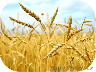Оптовая продажа зерна Алматы - Изображение #1, Объявление #1338804