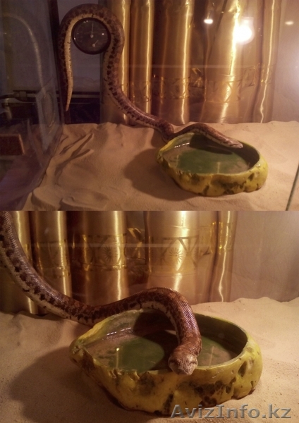 Продам песчаного удавчика, зовут Горыныч - Изображение #1, Объявление #1331581