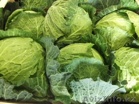 Капуста белокочанная из Испании - Изображение #1, Объявление #1341194