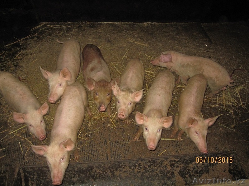 Поросята Алматы молочные для откорма. - Изображение #1, Объявление #1341361