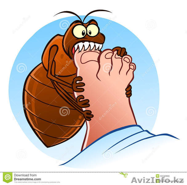 Дезинсекция —  уничтожение насекомых. - Изображение #1, Объявление #1342426