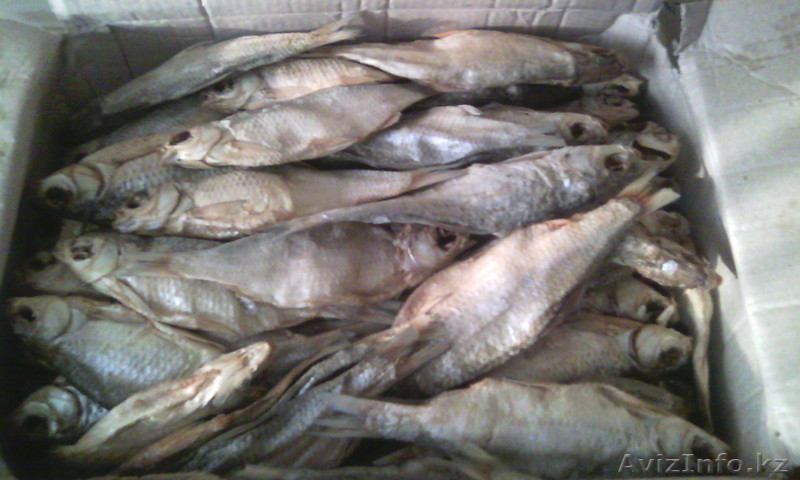Продам сушеную воблу. - Изображение #1, Объявление #1350965