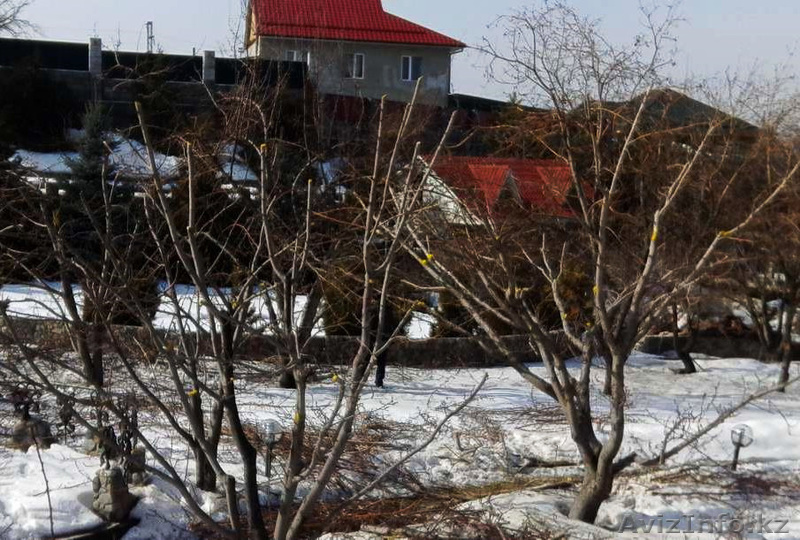  Обрезка спил плодовых деревьев. - Изображение #1, Объявление #1219913