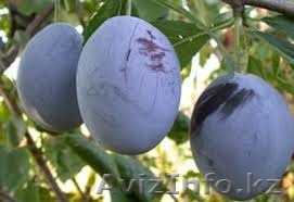 Саженцы сливы оптом - Изображение #1, Объявление #1357478