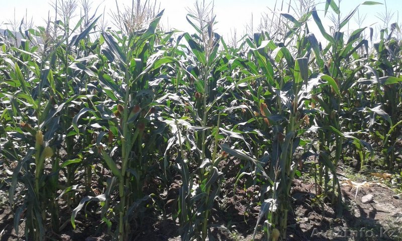 Участок 1 га в г.Талгар - Изображение #1, Объявление #1374893