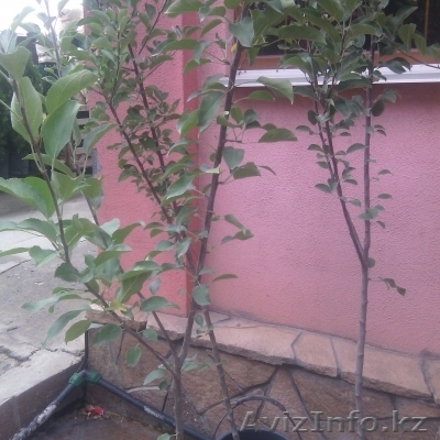 Яблоня сорт "Голден Делишес"  в горшке - Изображение #1, Объявление #1373065