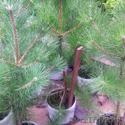 Сосна черная крымская 30-50 см - Изображение #1, Объявление #1373059