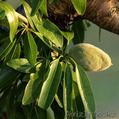 Миндаль "Сладкий" в горшке - Изображение #1, Объявление #1373054