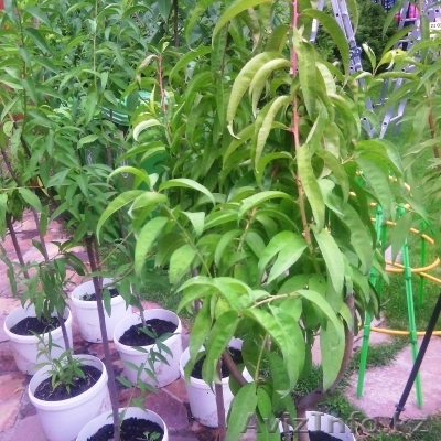 Персик в горшке - Изображение #1, Объявление #1373056