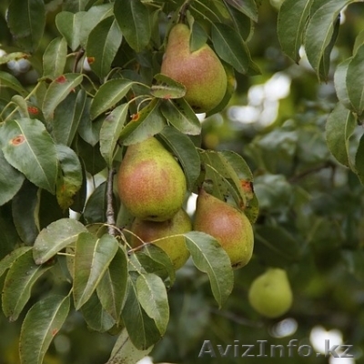 Груша "Талгарская красавица" в горшке - Изображение #1, Объявление #1373053