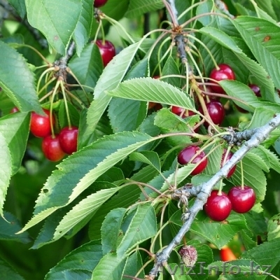 Черешня "Бычий глаз" в горшке - Изображение #1, Объявление #1373064