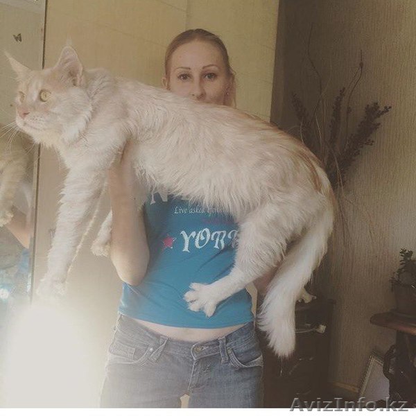 предлагаю услуги зооняни - Изображение #1, Объявление #1374678