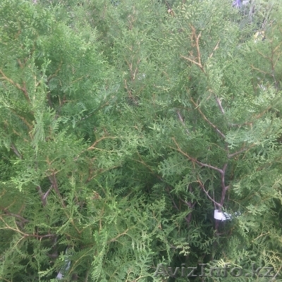 Туя Брабант 100-140 см - Изображение #1, Объявление #1373060