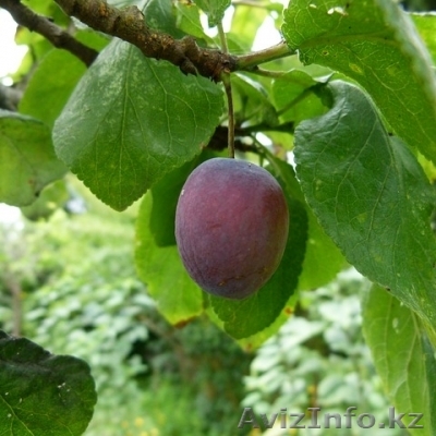 Слива "Чернослив" в горшке - Изображение #1, Объявление #1373057