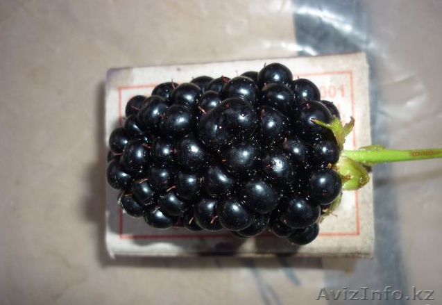 Саженцы ремонтантной ежевики "Рубен" (ЗКС) - Изображение #1, Объявление #1374000