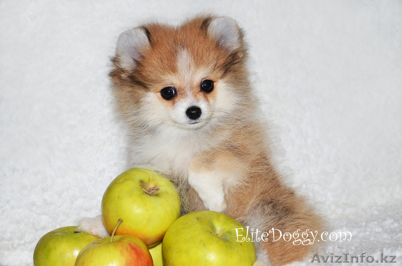 Супер-мини девочка померанского шпица в медвежьем типе - Изображение #1, Объявление #1373240