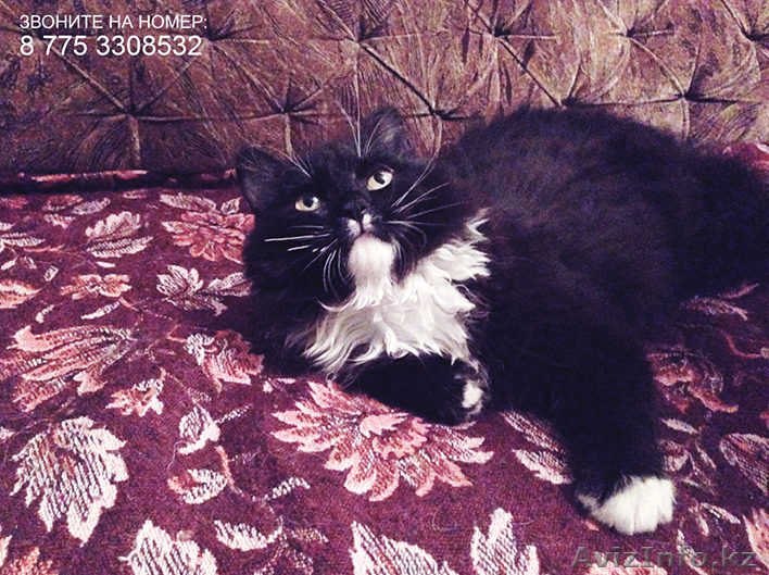 Срочно! Отдам Черно-белого Котенка в добрые руки!! - Изображение #1, Объявление #1370458
