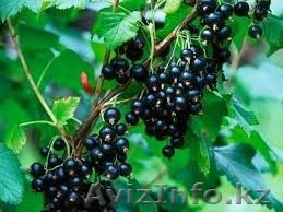 Саженцы черной смородины "Тисель" - Изображение #1, Объявление #1374006