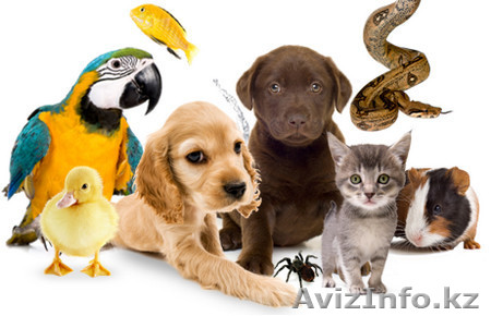 зооняня на время - Изображение #1, Объявление #1374683