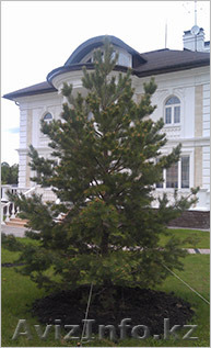 Саженцы сосны обыкновенной из грунта - Изображение #1, Объявление #1386649