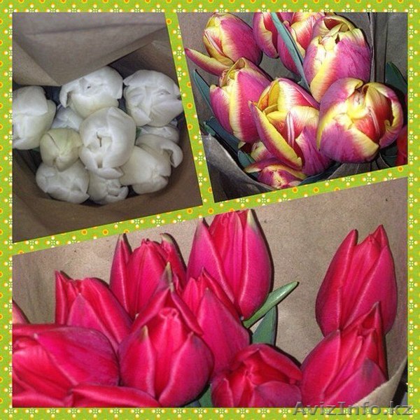 Голландские тюльпаны. - Изображение #1, Объявление #1383087
