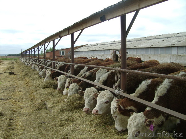 продам племенных бычков,телок,нетелей - Изображение #1, Объявление #1388397