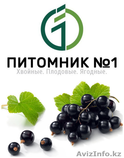 Саженцы черной смородины . - Изображение #1, Объявление #1389192