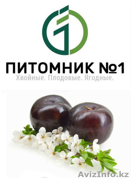 Предлагаем саженцы сливы. - Изображение #1, Объявление #1389194