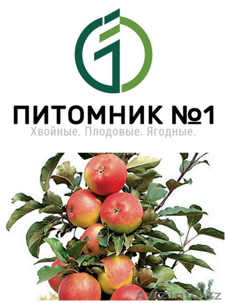 Саженцы яблонь колоновидных. - Изображение #1, Объявление #1389187