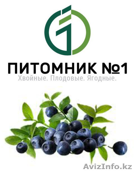 Саженцы голубики  (зкс). - Изображение #1, Объявление #1388389