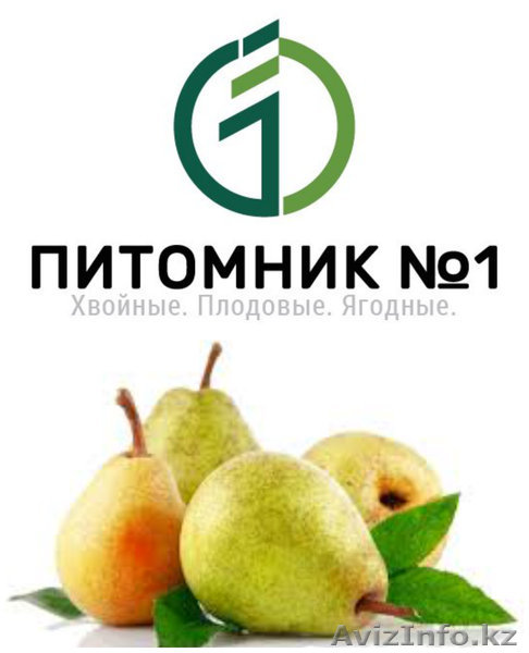Саженцы груши розница - Изображение #1, Объявление #1388393
