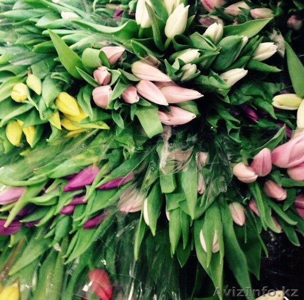 Голландские тюльпаны - Изображение #1, Объявление #1381825