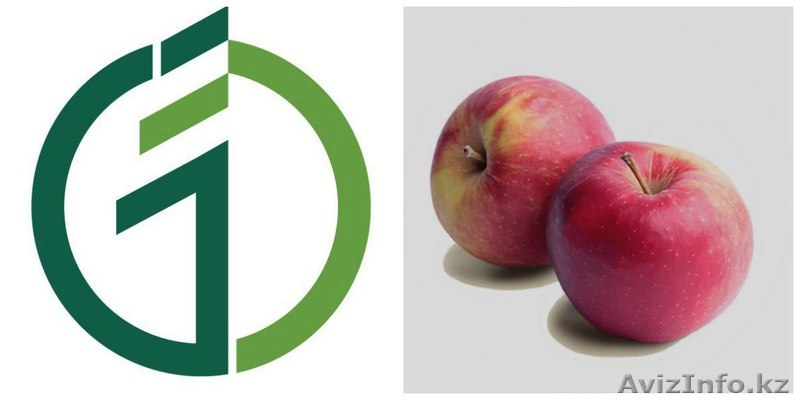 Саженцы яблонь. - Изображение #1, Объявление #1389198