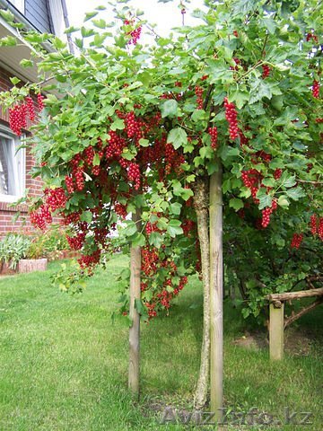 Саженцы штамбовой смородины - Изображение #1, Объявление #1391564