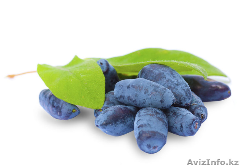 Саженцы жимолости (ЗКС). - Изображение #1, Объявление #1388395