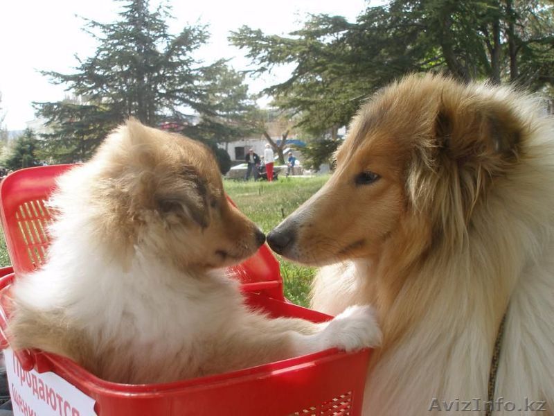 Щенки шотландской овчарки (Колли) - Изображение #1, Объявление #1402974