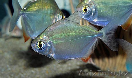 Пара  метинисов - Изображение #1, Объявление #1421091