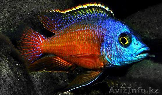 Мечущая пара боадзулу - Изображение #1, Объявление #1421094