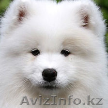 Шикарные щенки самоеда, арктический шпиц - Изображение #1, Объявление #1407251